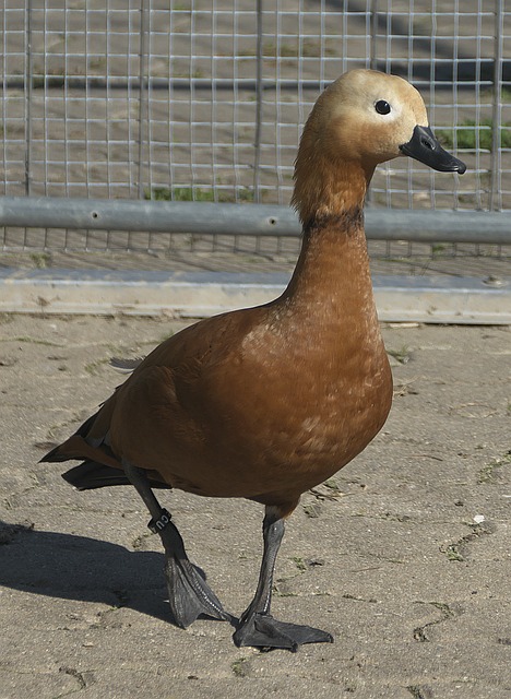 鼓励更多人